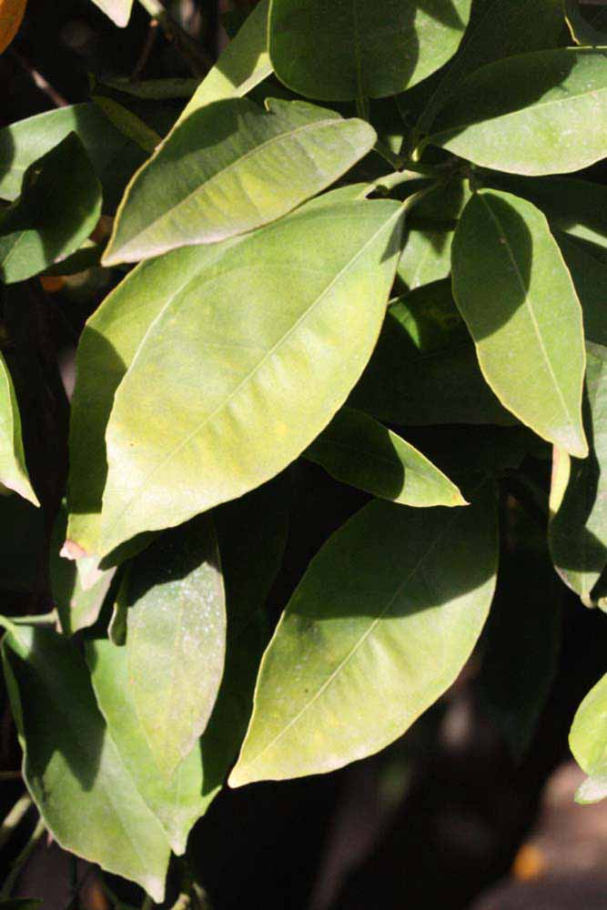            Sun leaves (Riverside, CA)   